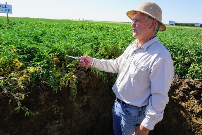 Randall Southard, standing in a bulldozed pit, shows the characteristics of soil beneath conservation agriculture trials at the West Side REC.
