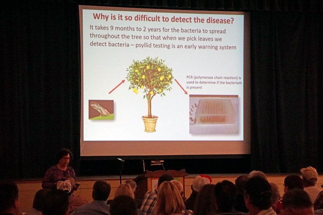 UCCE specialist Beth Grafton-Cardwell outlines research underway to detect huanglongbing disease of citrus.