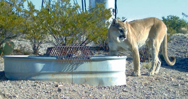 Mountain lions are considered charismatic wildlife. (Photo: U.S. Fish and Wildlife)