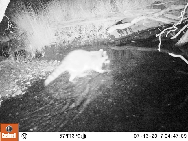 A raccoon captured on one of the wildlife cameras set up by campers.