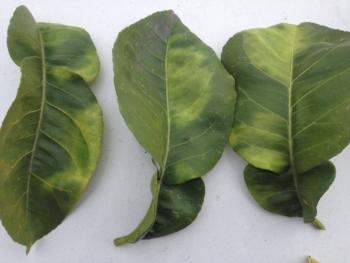 Huanglongbing causes blotchy yellow mottling that is not the same on both sides of the leaf