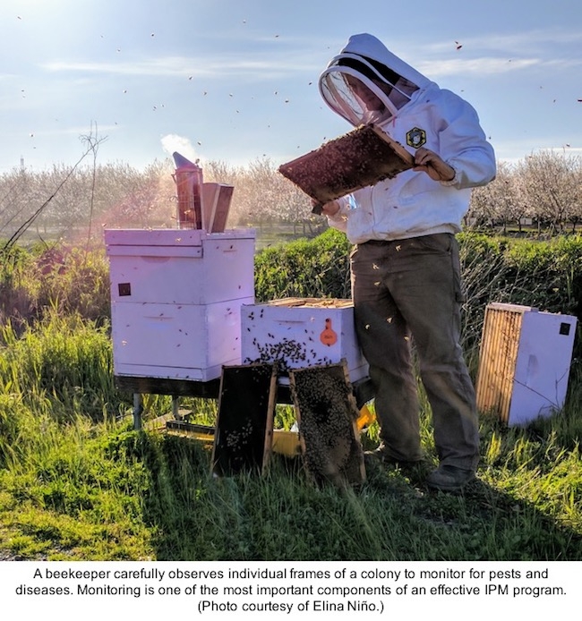 Beekeeper monitors bee colony for pests and diseases.