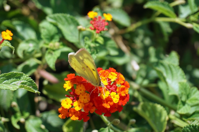 What's good for bees also attracts other pollinators. Here a yellow butterfly lands on lantana in the San Joaquin County demonstration garden, 2101 E. Earhart Ave., Stockton.