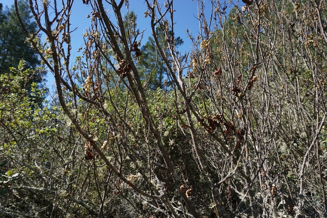 California native poison oak is also found on the Pepperwood Preserve. It is unpopular with humans, but birds like golden berries.