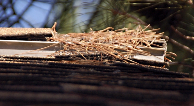 Embers can ignite dry plant material like pine needles and create more embers that may enter homes through vents.