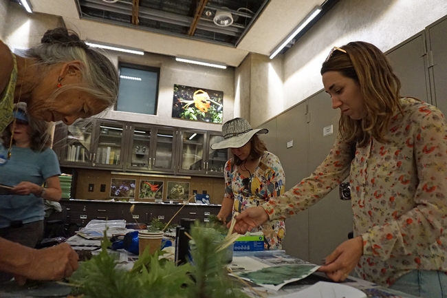 UC California Naturalist director Adina Merenlender, left, and Marisa Rodriguez, CalNat Education Specialist, paint on the cyanotype solution in a darkened room.