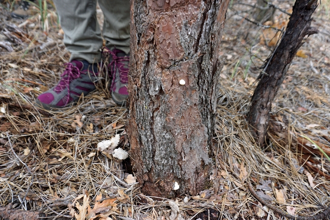 Pouch fungus is evidence of a bark beetle kill. The beetles carry fungus into the cambial layer of the tree on their bodies. On recently killed trees conks issue from bark beetle tunnels to fruit on the outer bark of trees.