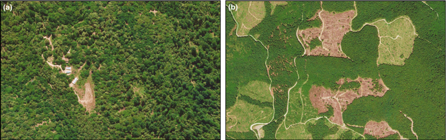 Satellite A shows a clearing with greenhouses (upper left in clearing) and rows of cannabis plants (lower right in clearing), surrounded by a buffer area. Image B shows a typical pattern of large areas of clear‐cuts for timber harvest and various stages of regrowth.