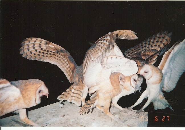 Barn owl bringing a rodent back to the nest box, photo by Gary Rohman