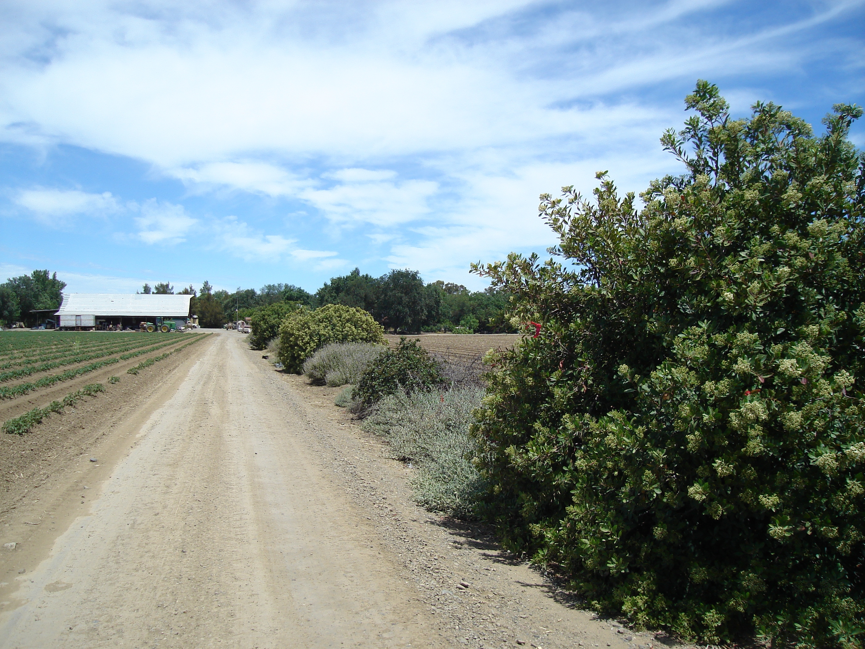 Controlling Voles in Horticulture Plantings and Orchards in Missouri