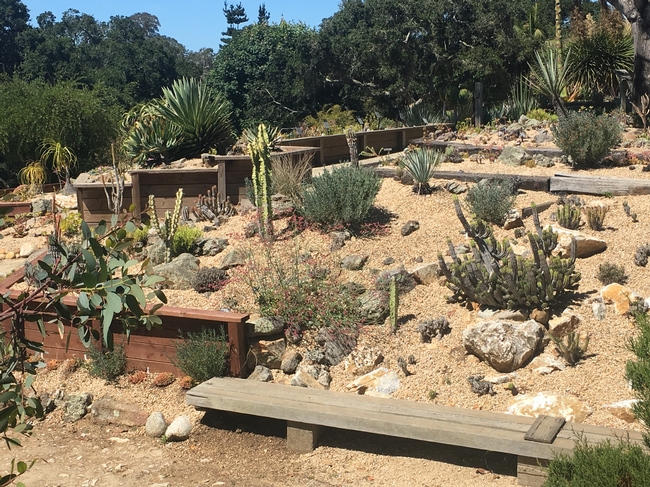 Most Californians don't have a desert landscape designed to withstand the limited water and high temps like the desert garden display at the UC Santa Cruz botanical garden. Photo credit: Lauren Snowden