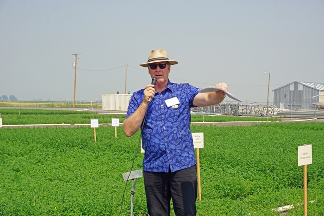 UC alfalfa specialist Dan Putnam said selecting the best alfalfa variety can result in up to $700 per acre increase in profit over five years. 'That can be pretty important economically,' Putnam said.