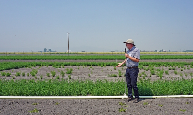 UC Davis plant breeder Charlie Brummer is conducting pre-breeding experiments at IREC to tease out the plants most likely to parent high-yielding alfalfa.