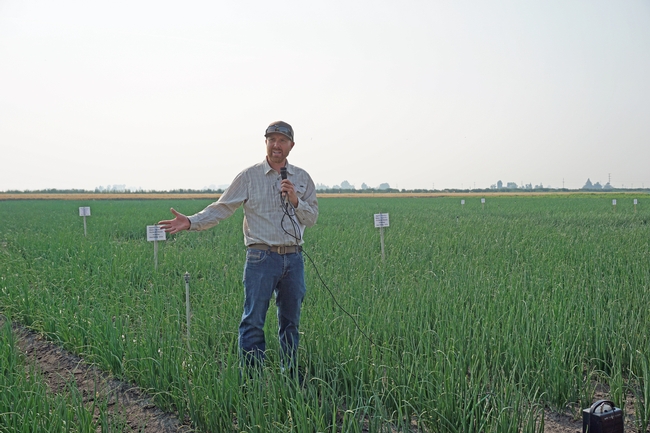 IREC director and farm advisor Rob Wilson describes efforts being made to suppress the onion disease white root rot. 'White root rot is a soil-borne disease that is long-lived in the soil,' he said. 'This has limited onion acreage in the area.'
