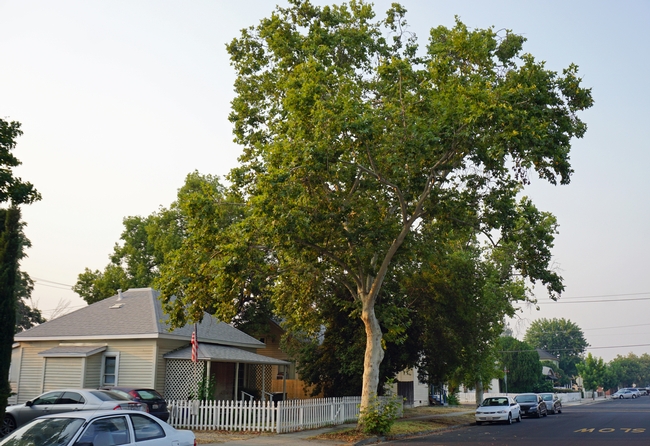 Urban foresters in inland cities of California should begin reconsidering their palettes of common street trees to prepare for climate change.