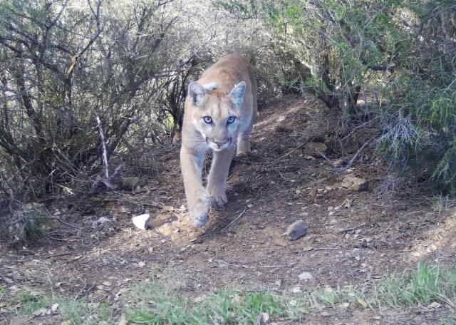 Plants and wildlife, like this mountain lion, will need to find natural corridors to migrate into areas with suitable climates. (Photo: National Park Service)