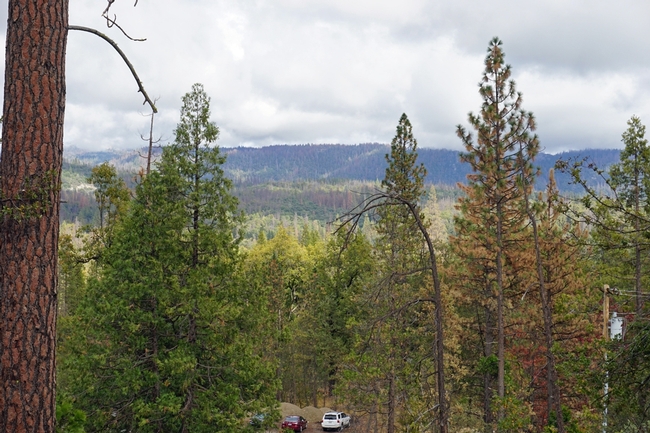 Following years of drought, millions of trees succumbed to bark beetles in the Sierra Nevada.