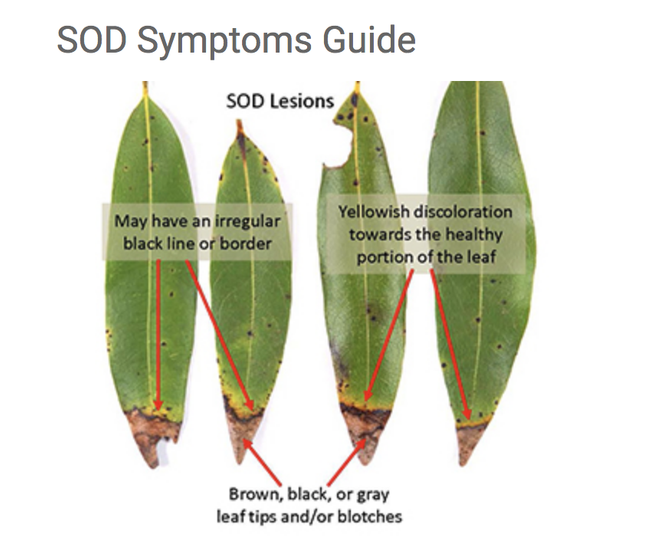 SOD symptoms guide