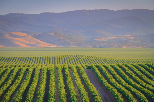 A vineyard in California's central coast is an example of industrialized agriculture. (Photo: Steve Zmak, https://stevezmak.com/)