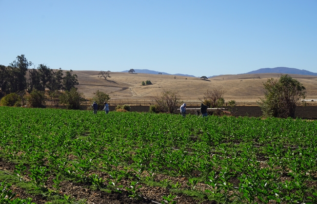 Workers, in the background, manually weed the safflower and vetch cover crop.
