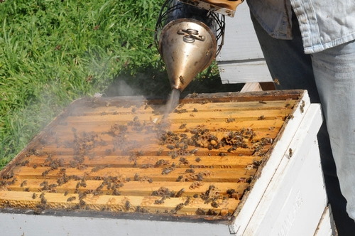 Smoking the Hive