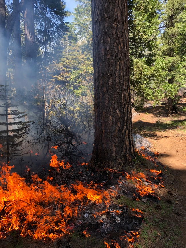 A prescribed fire burns up to the fire line (installed with rakes and other tools) and stops. The fire is consuming fuel on the forest floor and leaving behind a a healthier and more fire safe forest. (Photo: Lenya Quinn-Davidson)