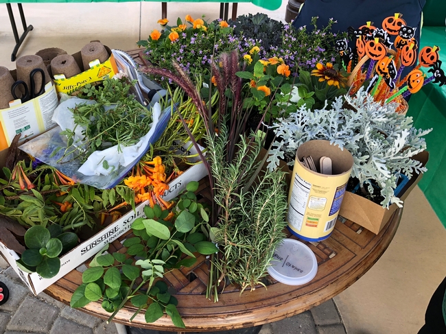 Participants constructed a simple potted plant with marigolds, chrysanthemums and mint varieties to adorn their spring celebration tables. Photo: Debbie Handal
