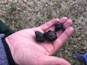 Charred remnants called “embers” found in a lawn were drivers of the Camp Fire. The large size suggests that these embers were generated from burning buildings, not from vegetation.