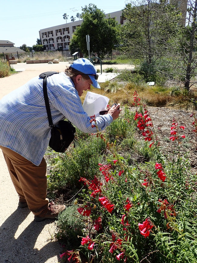 A California Naturalist from the Dominguez Rancho Adobe course takes a photo to upload to iNaturalist.