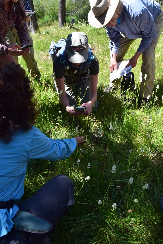 California Naturalists learn to identify flora and fauna using iNaturalist at the UC Berkeley Sagehen Field Station.