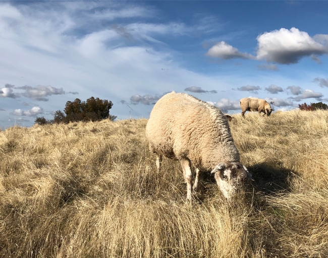 Sheep and cattle grazing can reduce the fuel load for a potential wildfire. (Photo: Dan Macon)