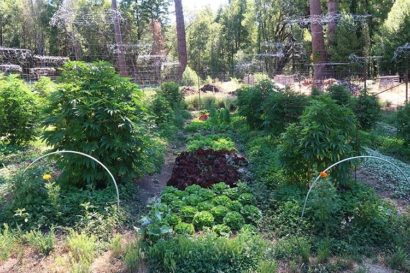 A small cannabis-producing farm in Northern California. Photo by Ted Grantham