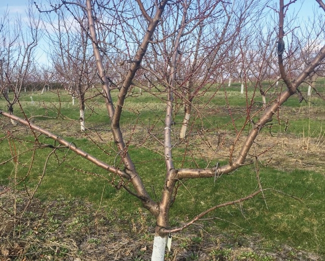 Areas where peaches and cherries have flourished in the past may no longer provide adequate winter chilling due to climate change.