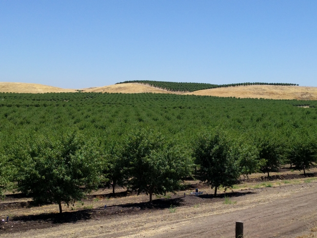 Almond trees in a California orchard.