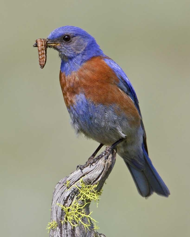 Western bluebird eating a caterpillar pest. Image by Glen Bartley/VIREO.