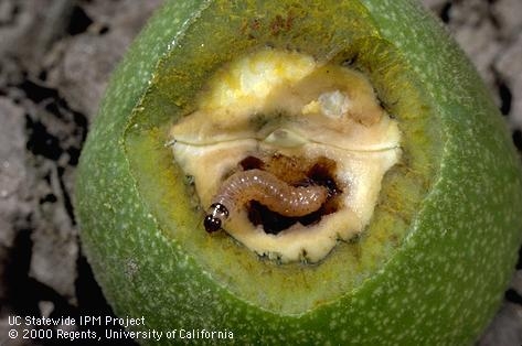 Codling moth larva feeding on walnuts. During winter, the larvae form cocoons and live the bark of trees.