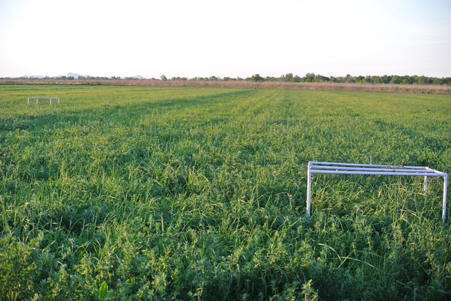 Bird exclusion cages were used to show that birds feed on alfalfa weevils, helping to protect alfalfa from this key insect pest. Image by Sara Kross, Yolo County alfalfa field.