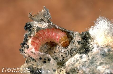 pbw-larvae