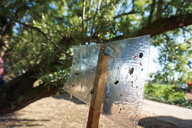 A sticky trap in the Turlock almond orchard contains a BMSB near the middle of the right hand size. The trap is placed next to trees, not in them, four feet off the ground. A commercial BMSB pheromone lure attracts the pest into the monitoring trap.