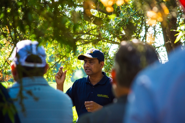 UCCE Integrated Pest Management advisor Jhalendra Rijal addresses farmers, pest control advisers and UC Master Gardener volunteers in a Turlock almond orchard. (Photo: Michael Rosenblum, UCCE Stanislaus County)