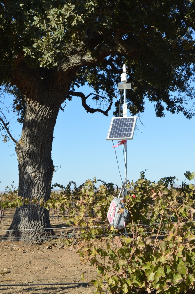 Bat echolocation recording device is solar-powered at a tree in a vineyard.