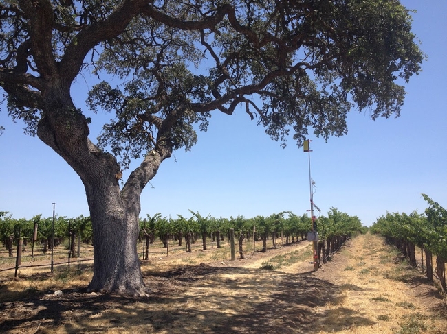 A blue oak stands in a vineyard. The bat echolocation microphone and yellow sticky card (to sample insects) at the top of the telescoping pole are attached to a vine post at the edge of the tree canopy.
