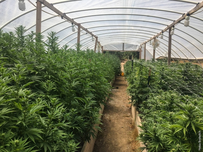 Most of the cannabis growers who responded to a 2018 survey reported gorwing their crop outdoors or in greenhouses, such as the hoop house shown here.