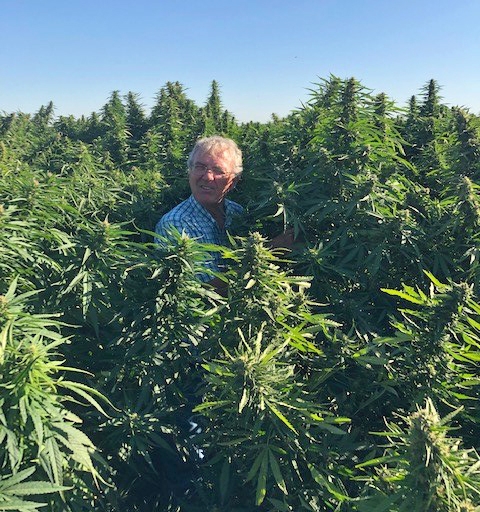 UC Cooperative Extension specialist Bob Hutmacher stands among tall cultivars of industrial hemp in September 2019.Tall cultivars of industrial hemp, Sep 2019