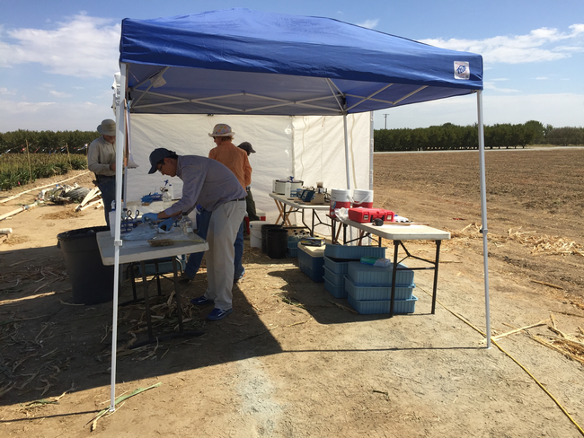 The research team set up mobile labs in the field at the UC Kearney Agricultural Research and Extension Center to rapidly freeze harvested sorghum plants for later gene sequencing. (Photo: Peggy Lemaux)