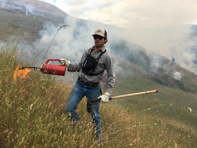 Shapero demonstrates prescribed burn. Since the Thomas Fire, prescribed fire has become more accepted as a technique to reduce vegetation and lessen the threat of catastrophic wildfire.