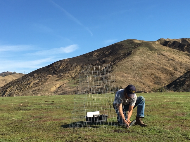 Shapero fastens wire cage to mark one-foot quadrats for the grass sampling.