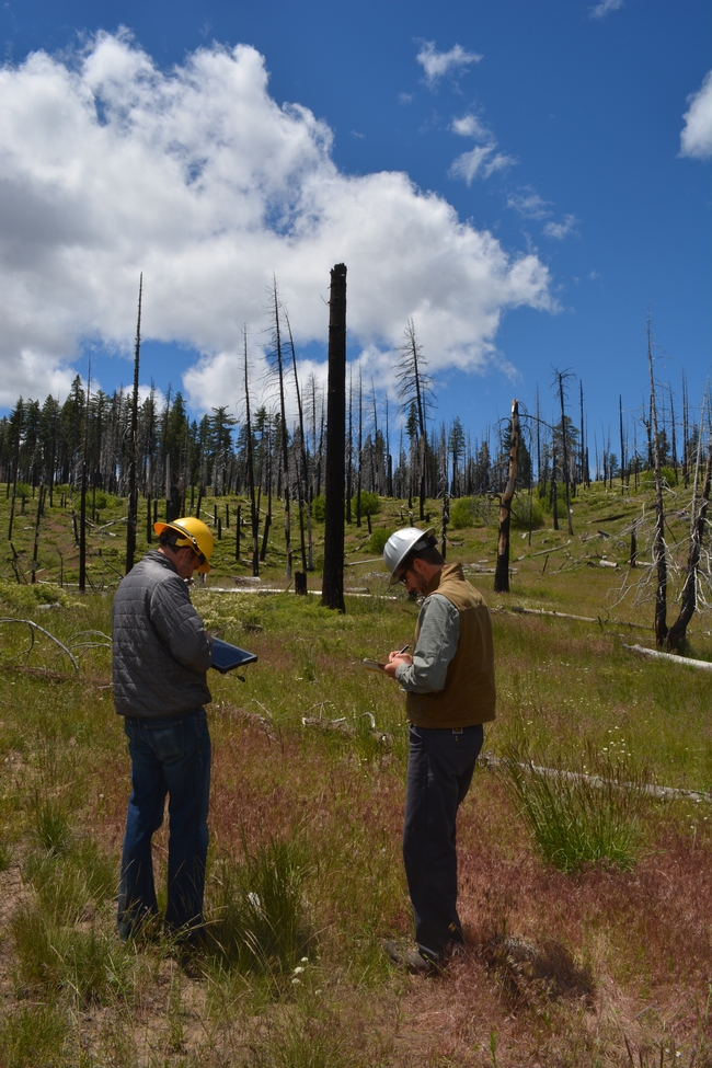 UCCE forest advisor Ryan Tompkins and Brandon Collins research scientist at UC Berkeley select field sites.