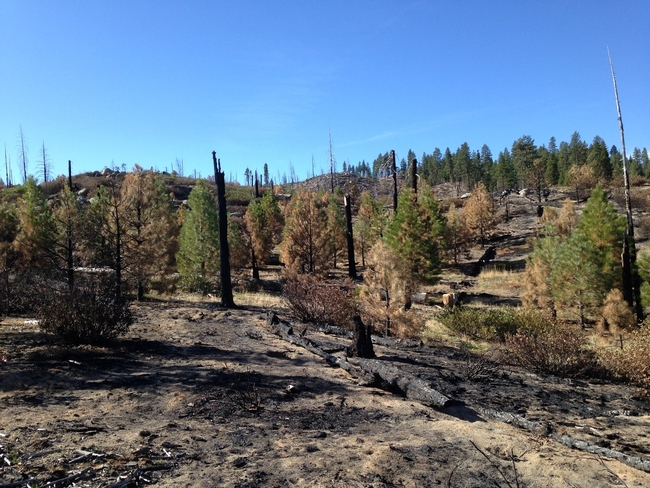 Green conifer trees stand among blackened tree trunks in the 2008 Antelope Plantation after burning in the 2019 Walker Fire.
