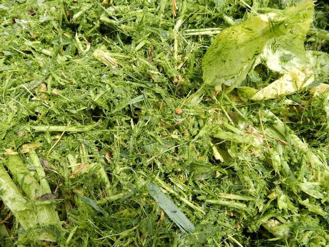 Close-up image of recently mowed cover crop at Teixeira & Sons in Dos Palos on April 4, 2020.